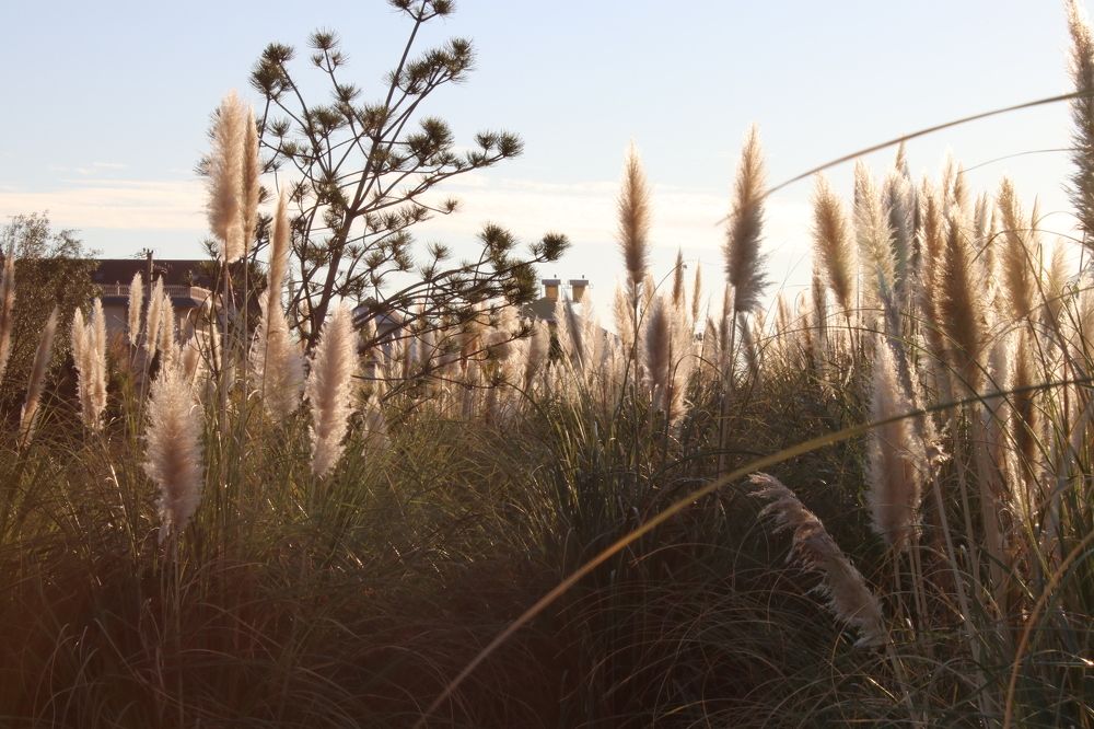 Магия сухой травы