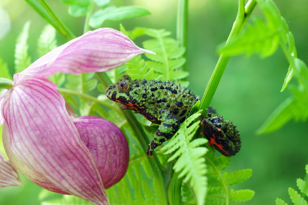 Ползком к прекрасному.