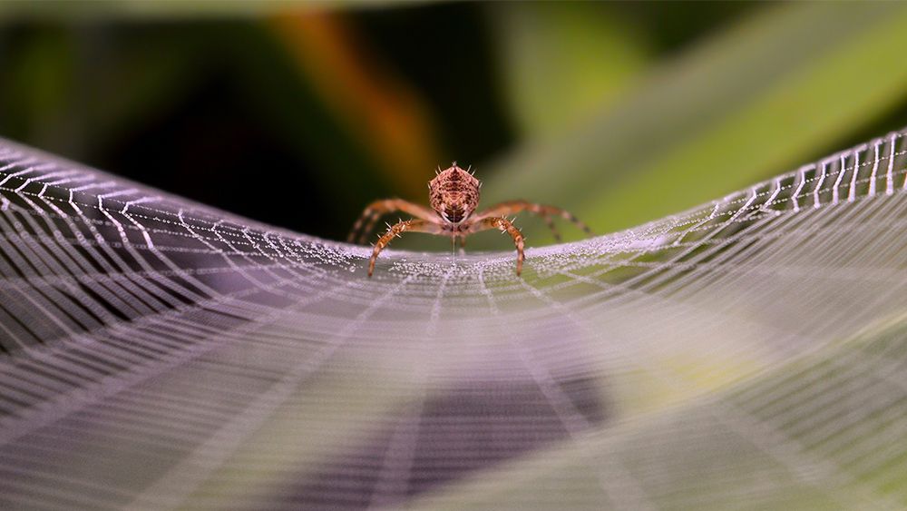Spider and your web!