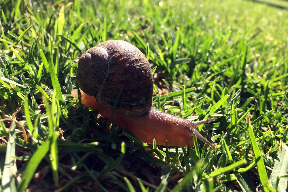 Snail in the morning