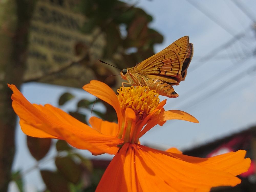 Butterfly