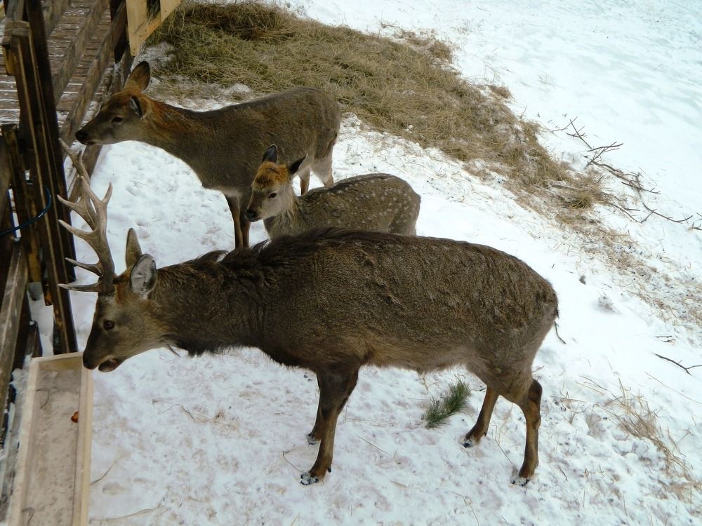 семья пятнистых оленей