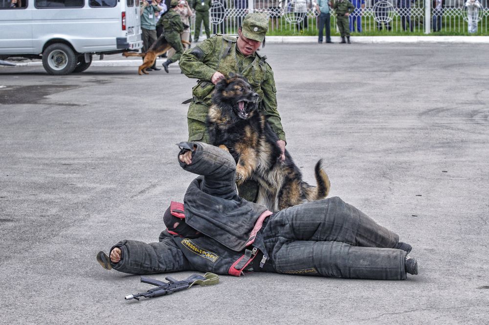 Шарик, фу! Мы его обезвредили!
