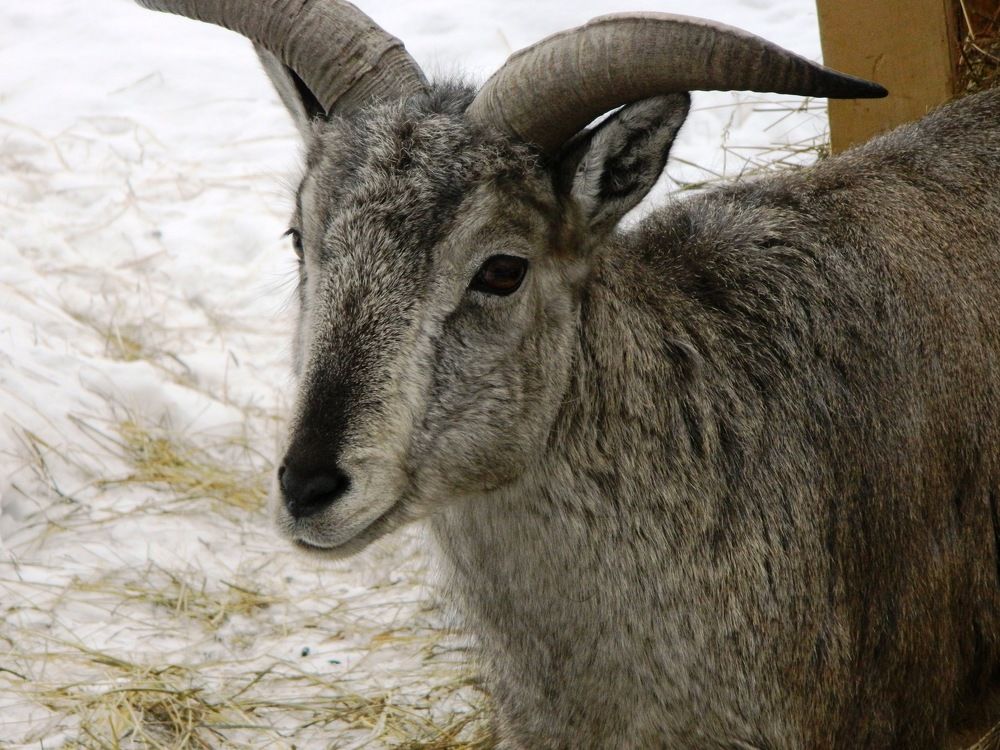 голубой баран