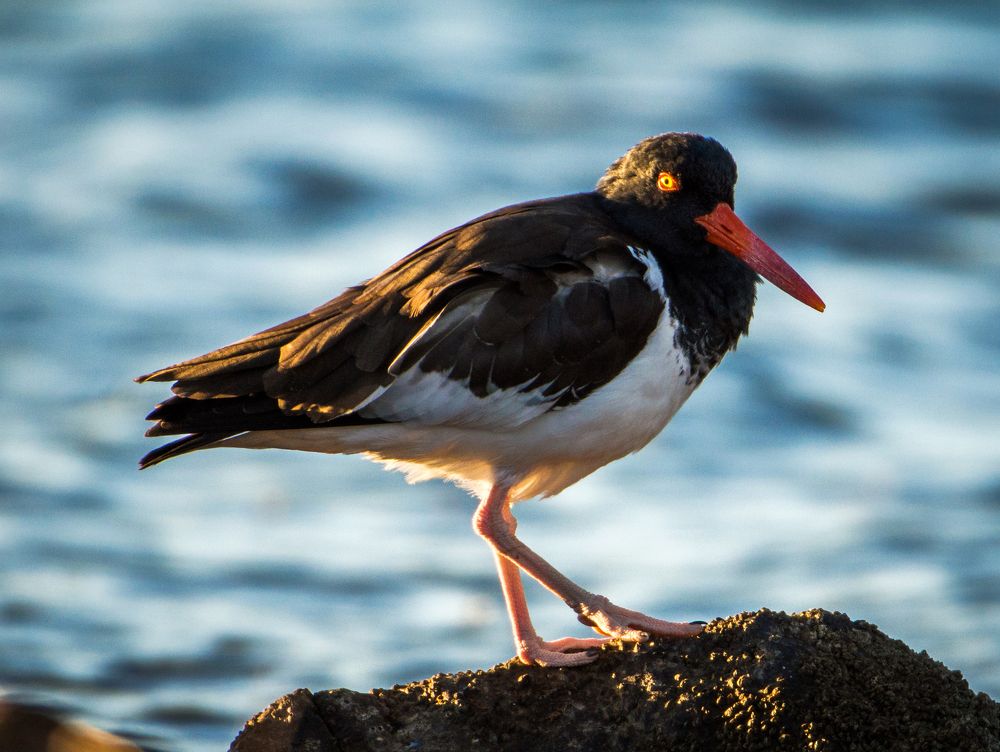 Oystercatcher at dawn