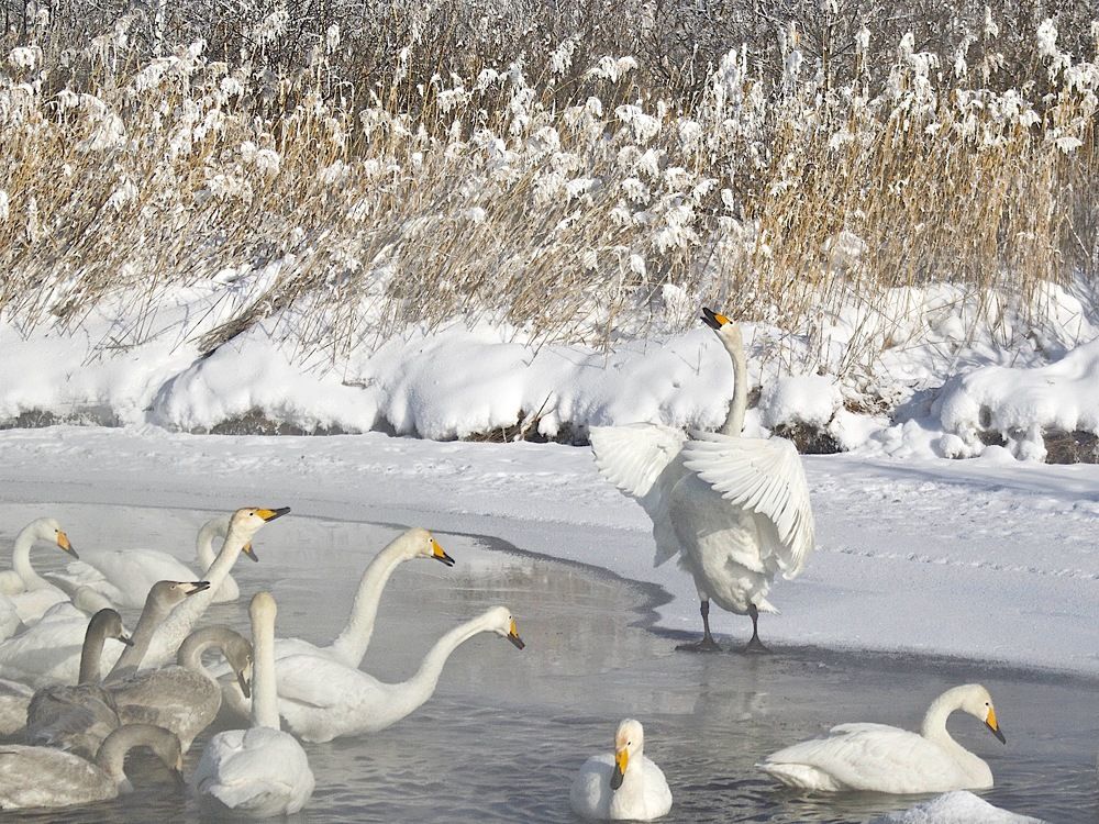 о чём говорят лебеди ?