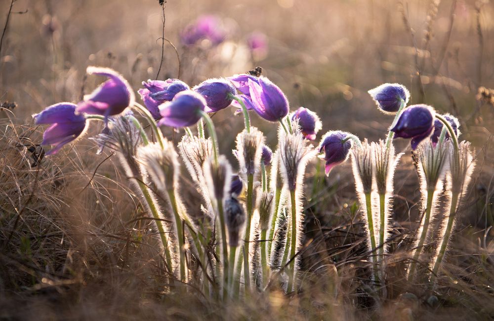 Сон -трава,прострел весенний