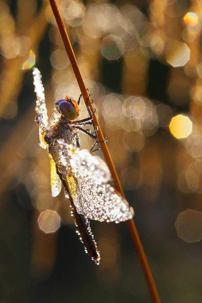 В золотом сиянии