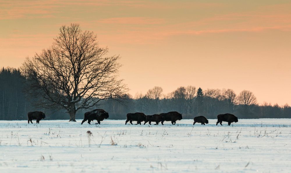 Naliboki bisons
