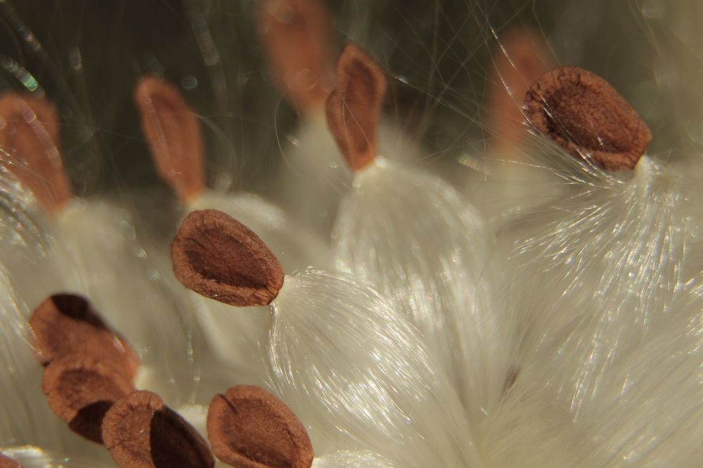 Asclepias seeds