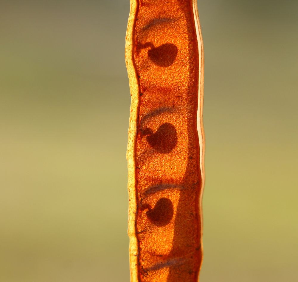 Labūrnum anagyroīdes seeds