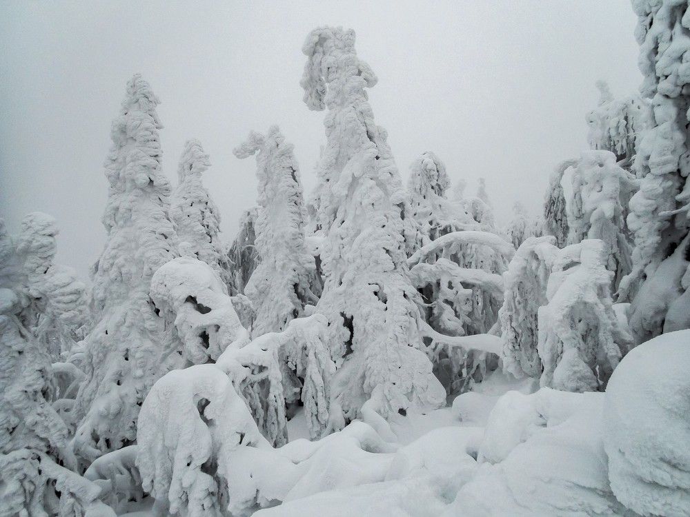 Снежные тролли