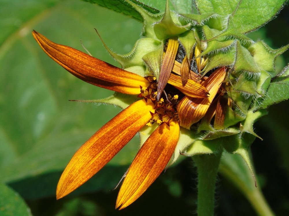 Солнышко лучится