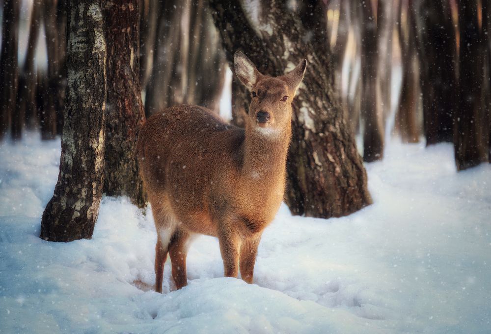 Photograph by Екатерина