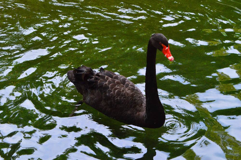 Crni labud , zmija i ptica