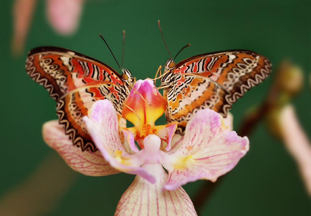 Двое в лодке