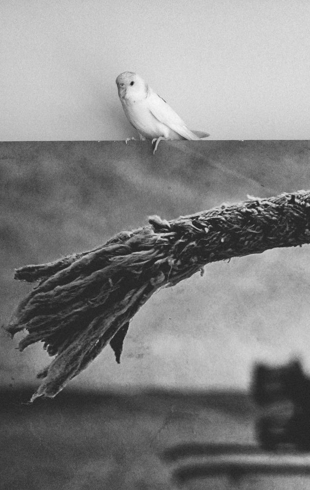 Photograph by Sali Abdushelishvili