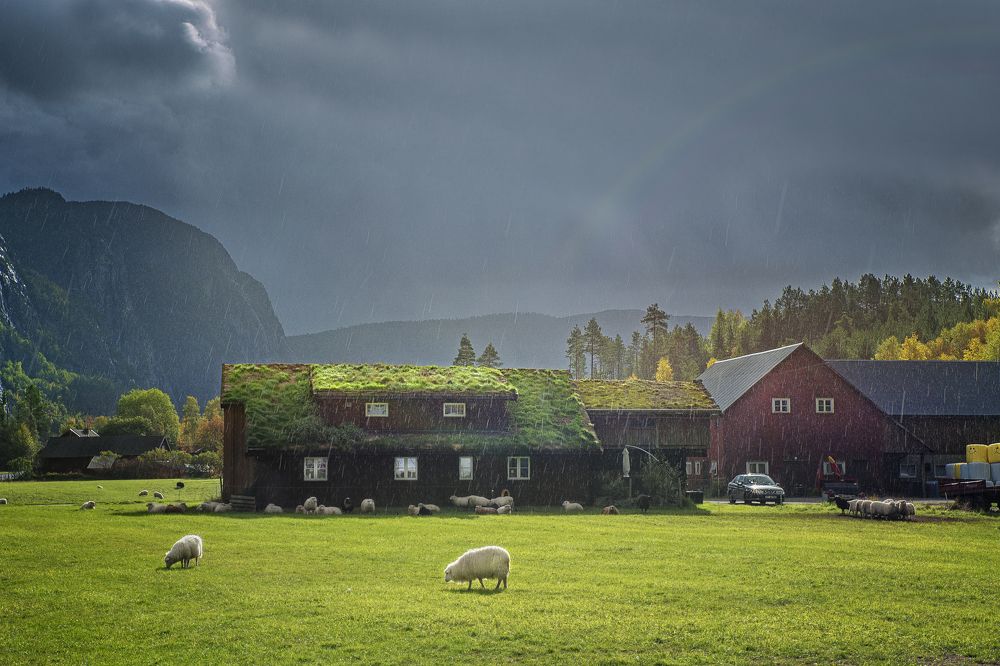 Дождь и Овцы