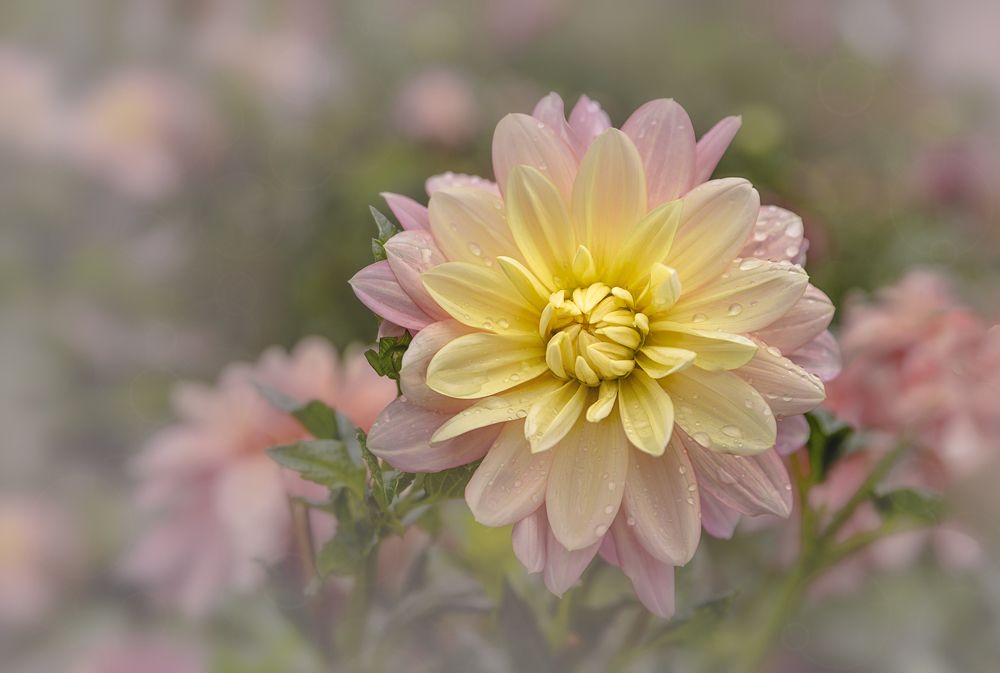 Розовый туман