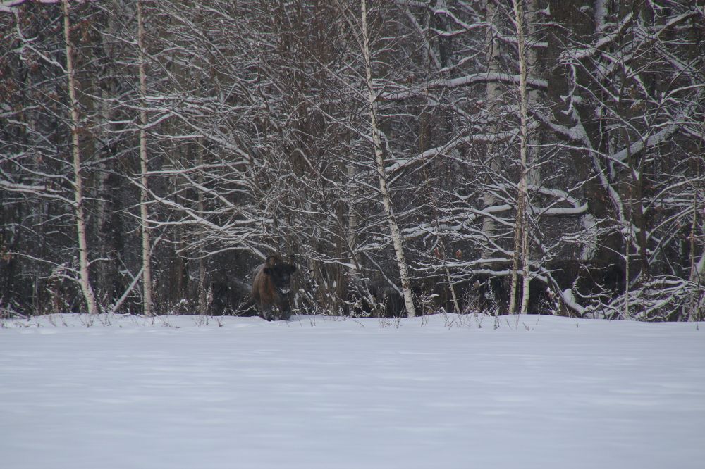зубр во Владимирской области