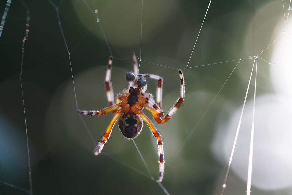 Умелый ткач..