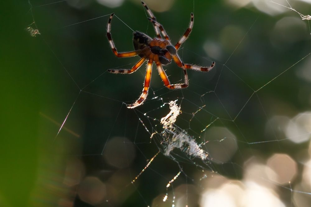 На паутине..