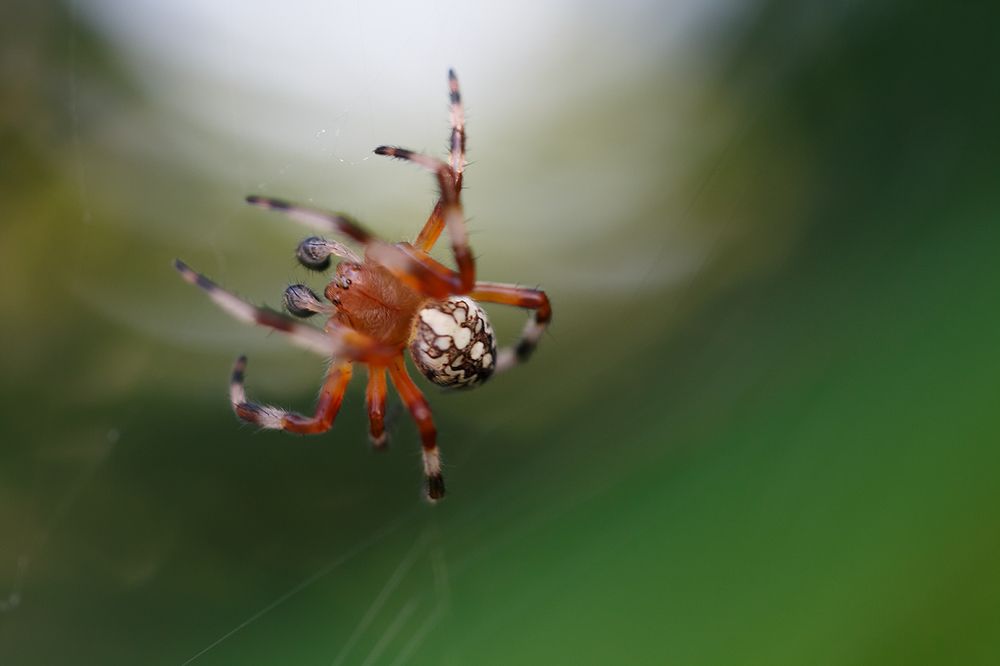 ***Красавчик