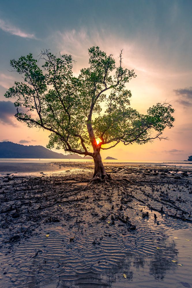 Дерево в МОРЕ