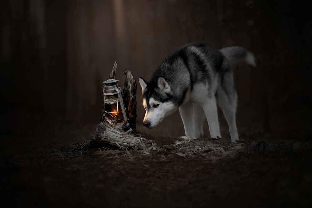 В темном лесу...