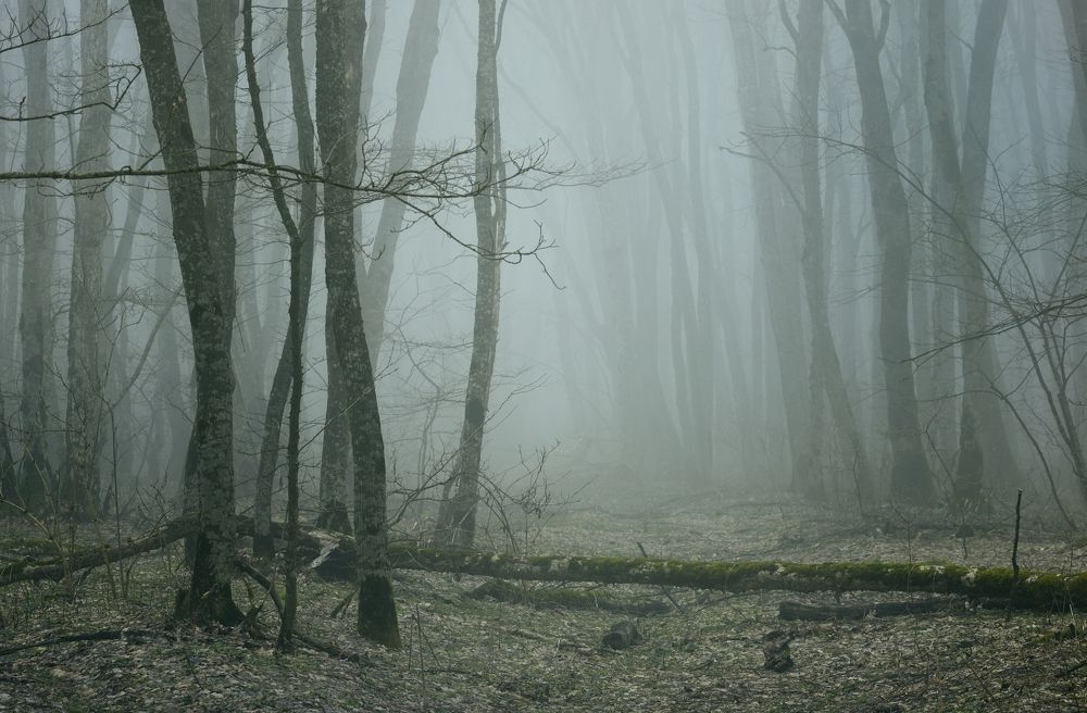 Туманный рассвет