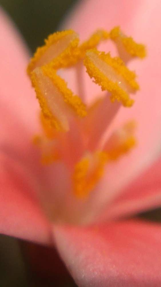 Deep in to flower