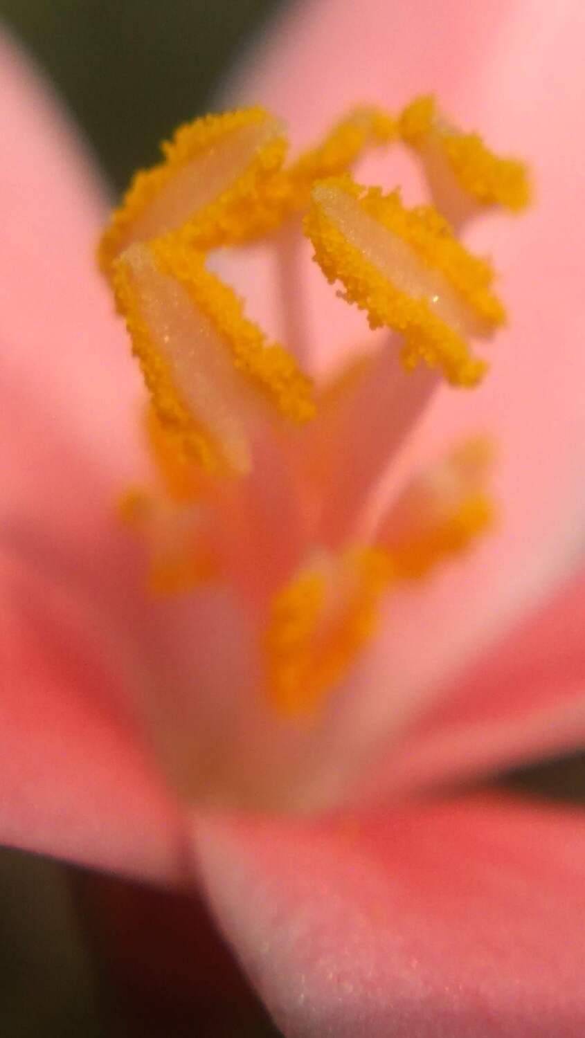 Deep in to flower
