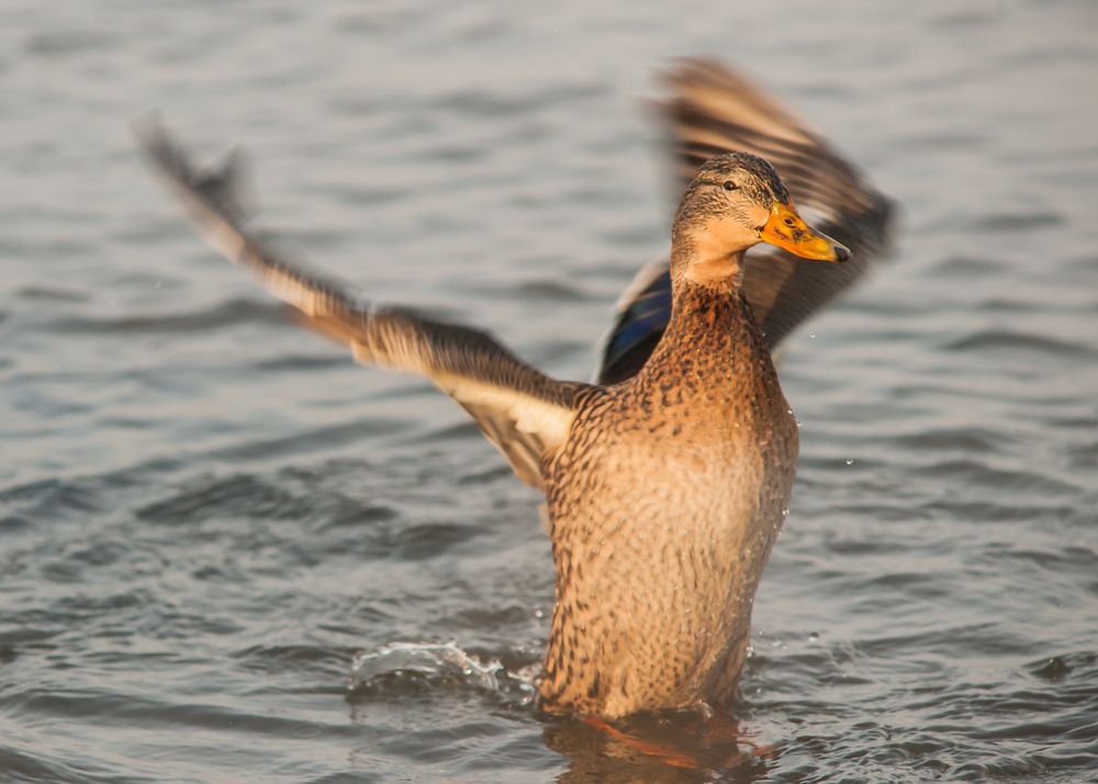 танцы на воде