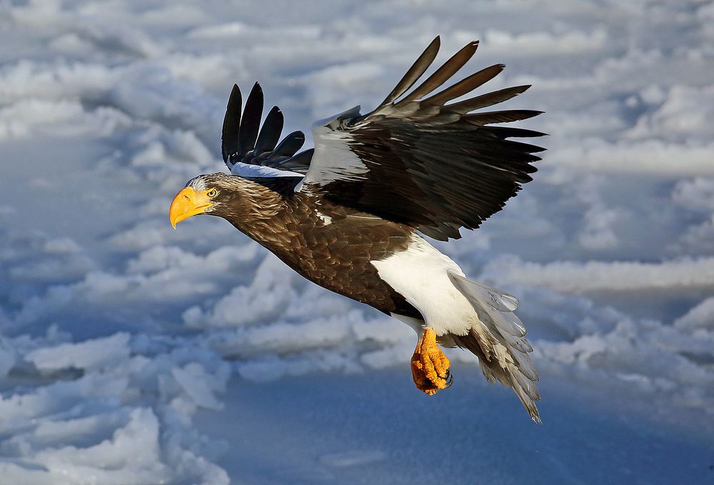 Белоплечий орлан