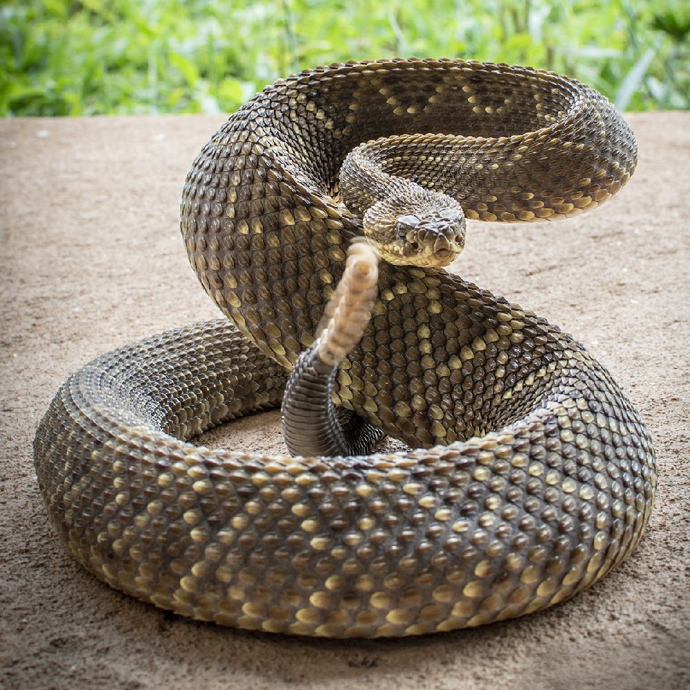 Cascavel or Crotalus e Sistrurus.