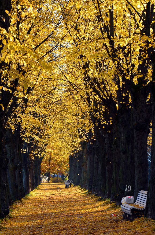 Аллея в осень