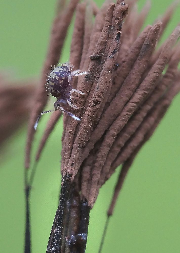 Пастбище для коллемболы