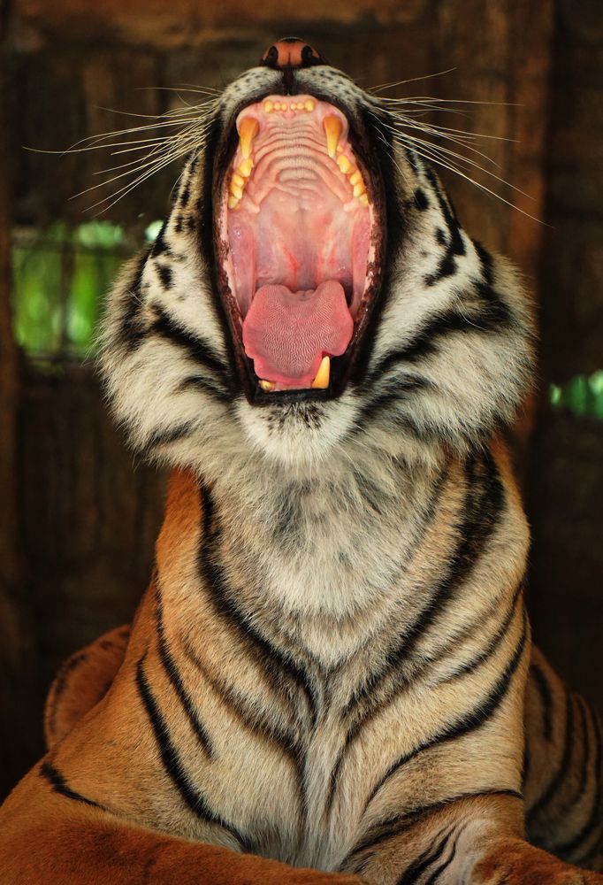 Tiger Roaring