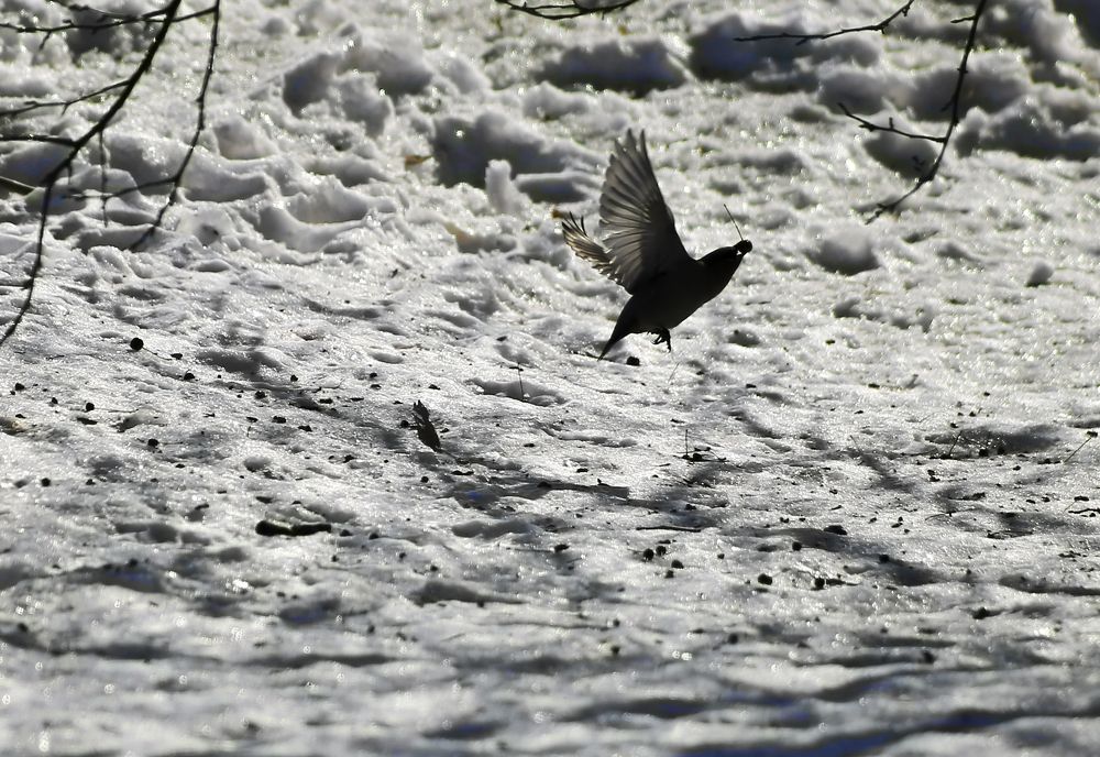 Свиристели прилетели