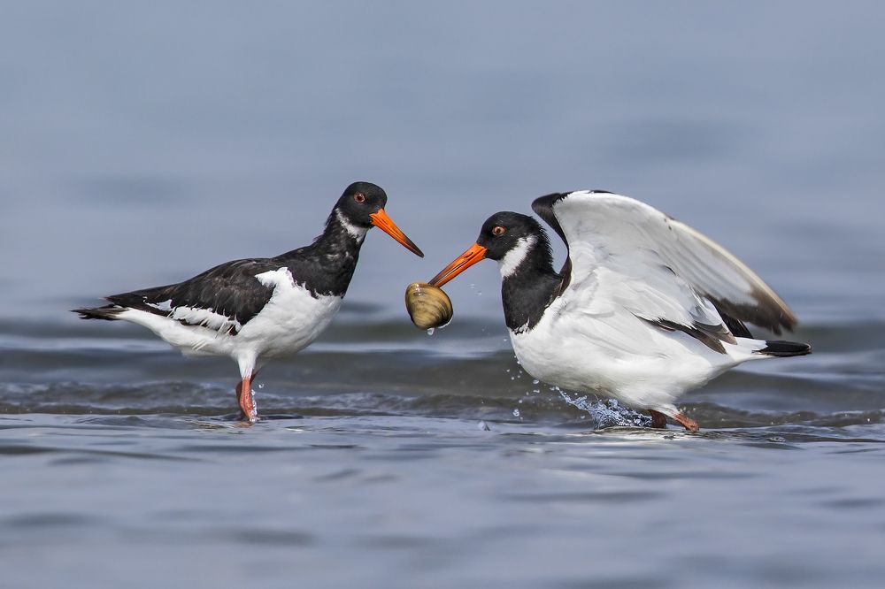 We're OysterCatchers