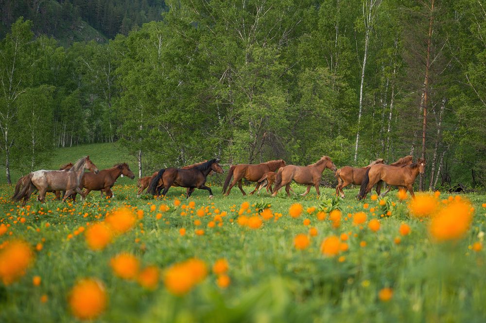 Табун лошадей на лугу с огоньками