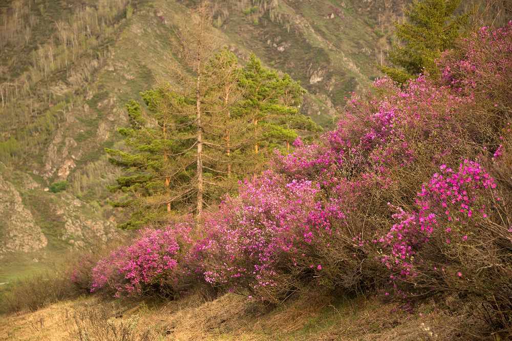 Цветение маральника в Горном Алтае
