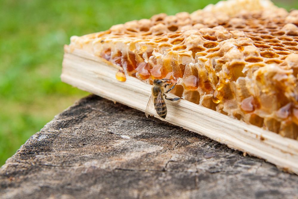 Bee on honeycomb