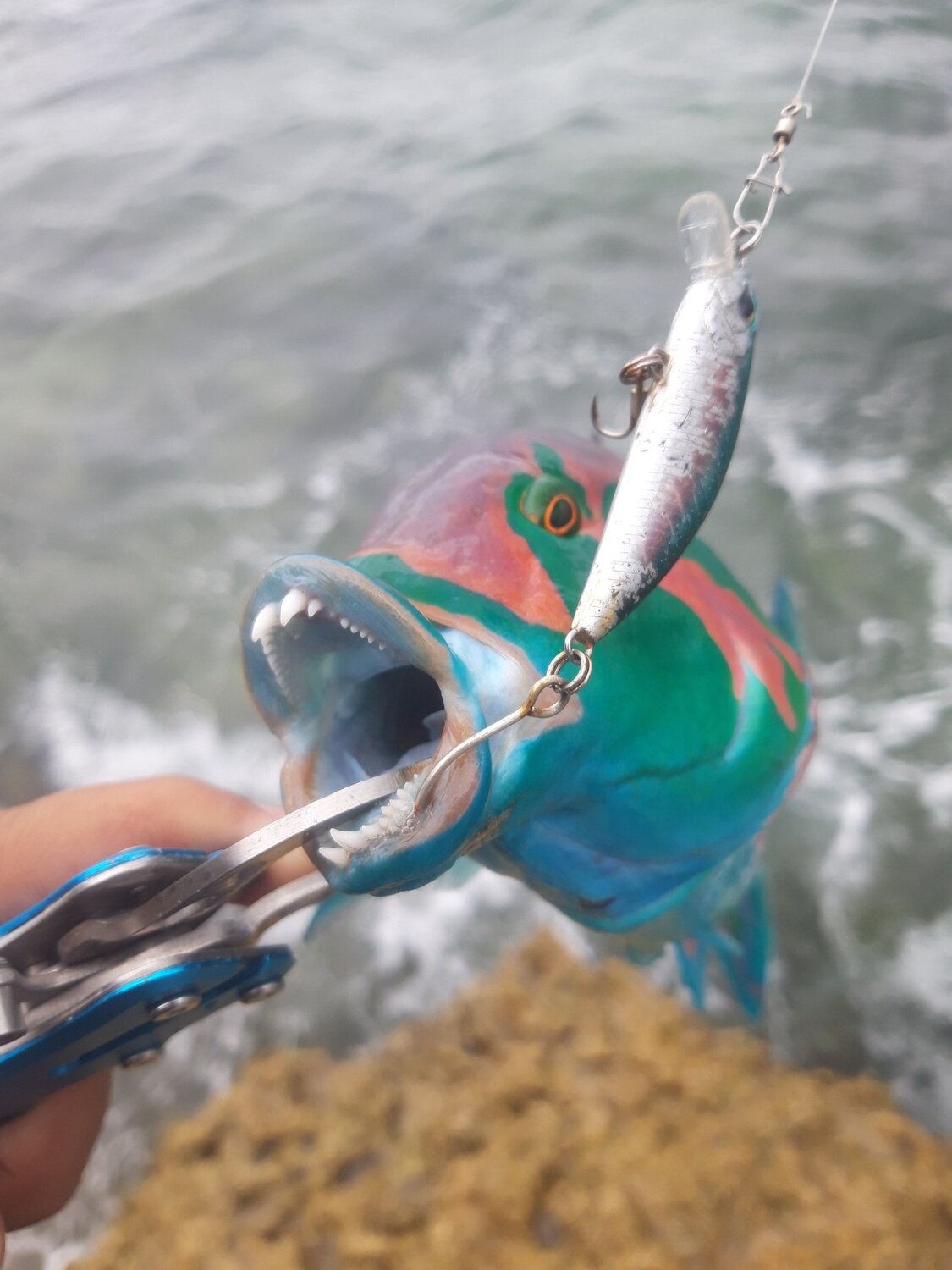 Fish teeth