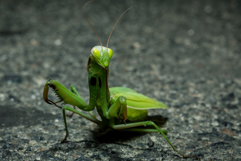 Неожиданная встреча