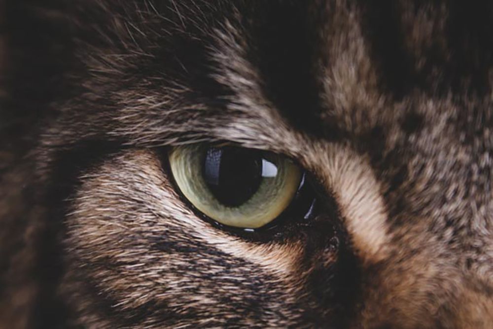 Глаз хищника