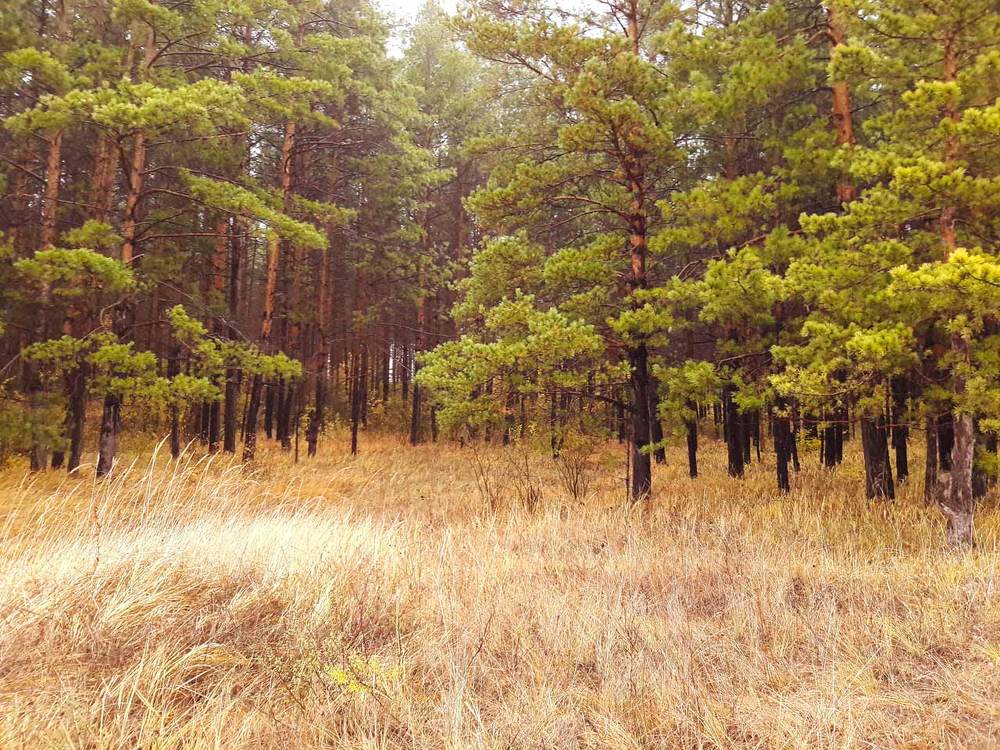 Осенний лес