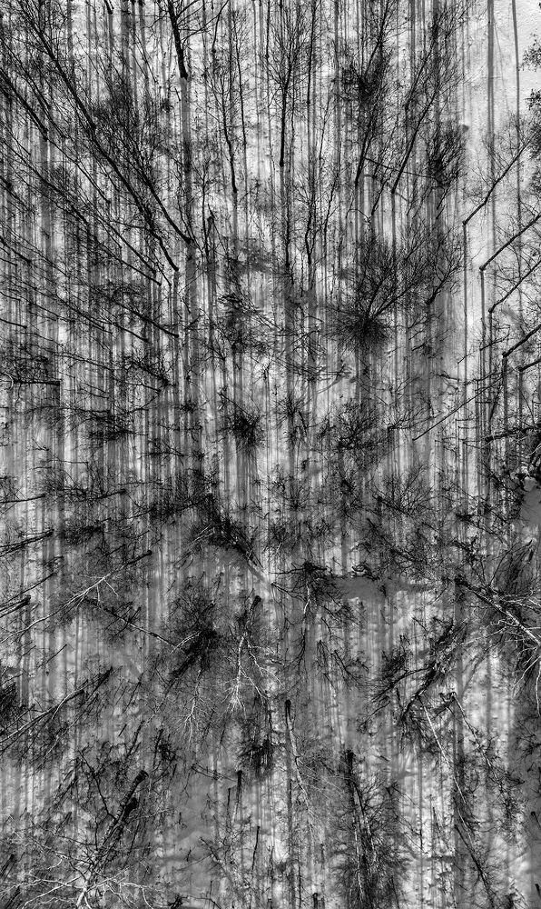 Прямолинейность леса