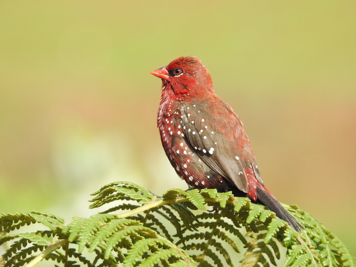 The Red Cherry