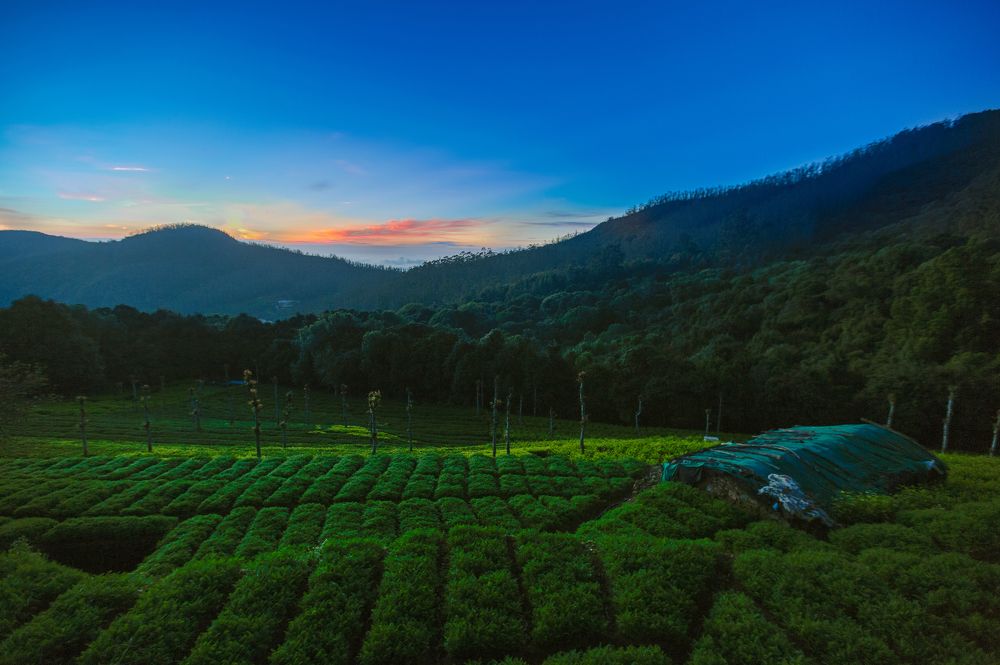 Residing amidst Green Carpet